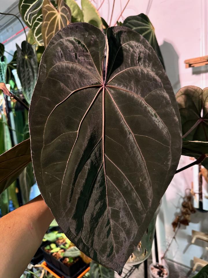 ‘Ace of Purps' x [(mag x lux) x papi ‘RL x FS’] 482w - Image 3
