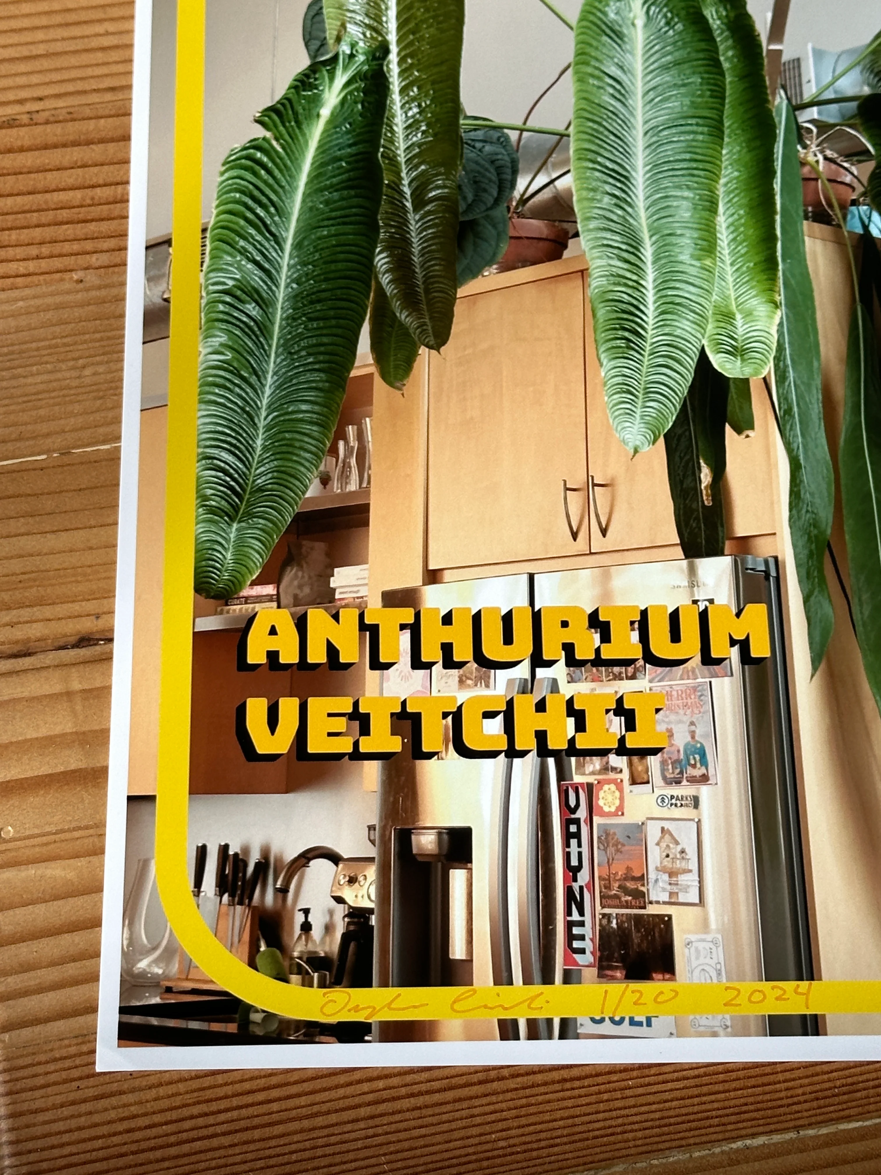 Anthurium veitchii Photo Print - Image 3