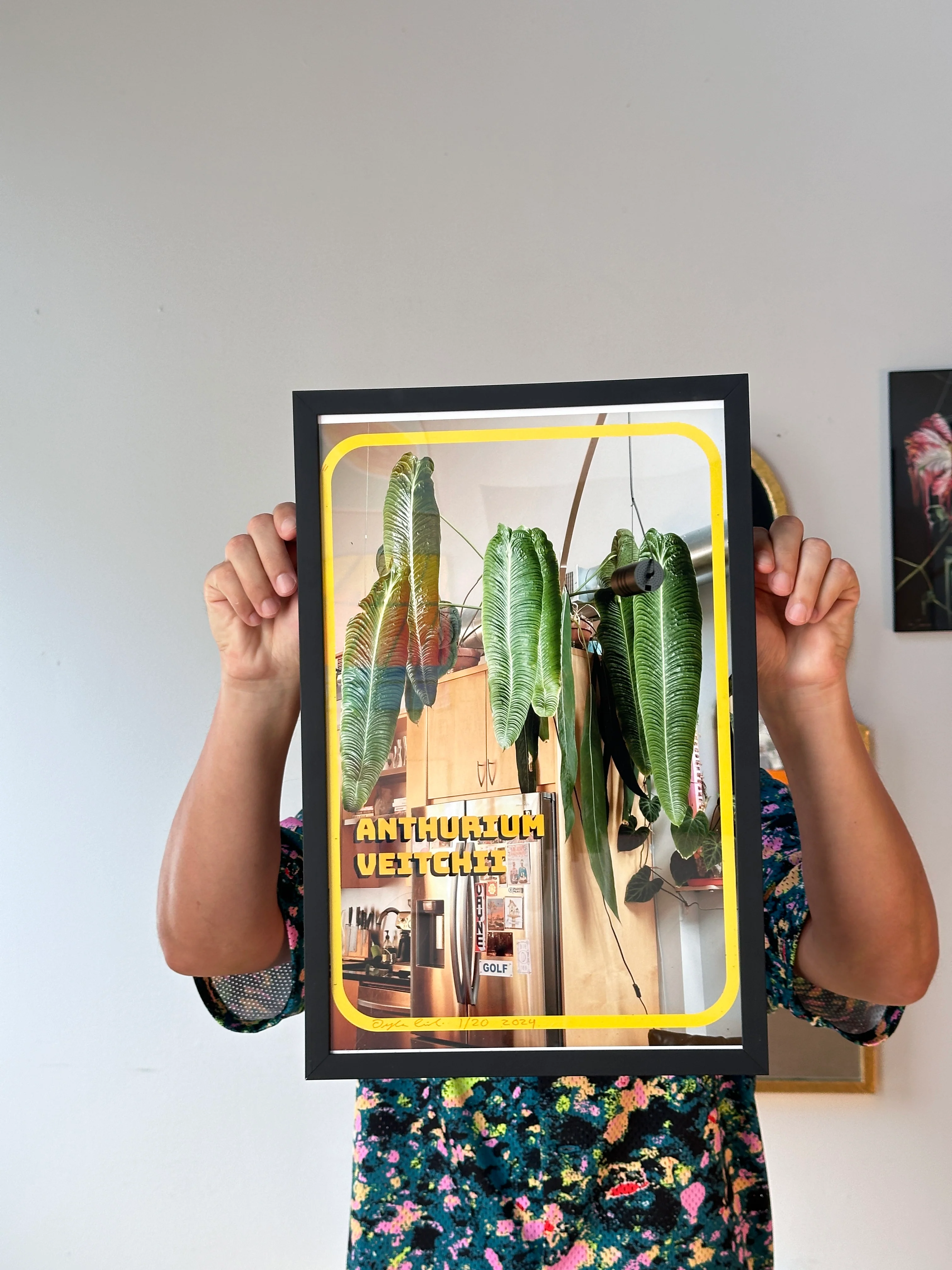 Anthurium veitchii Photo Print - Image 7