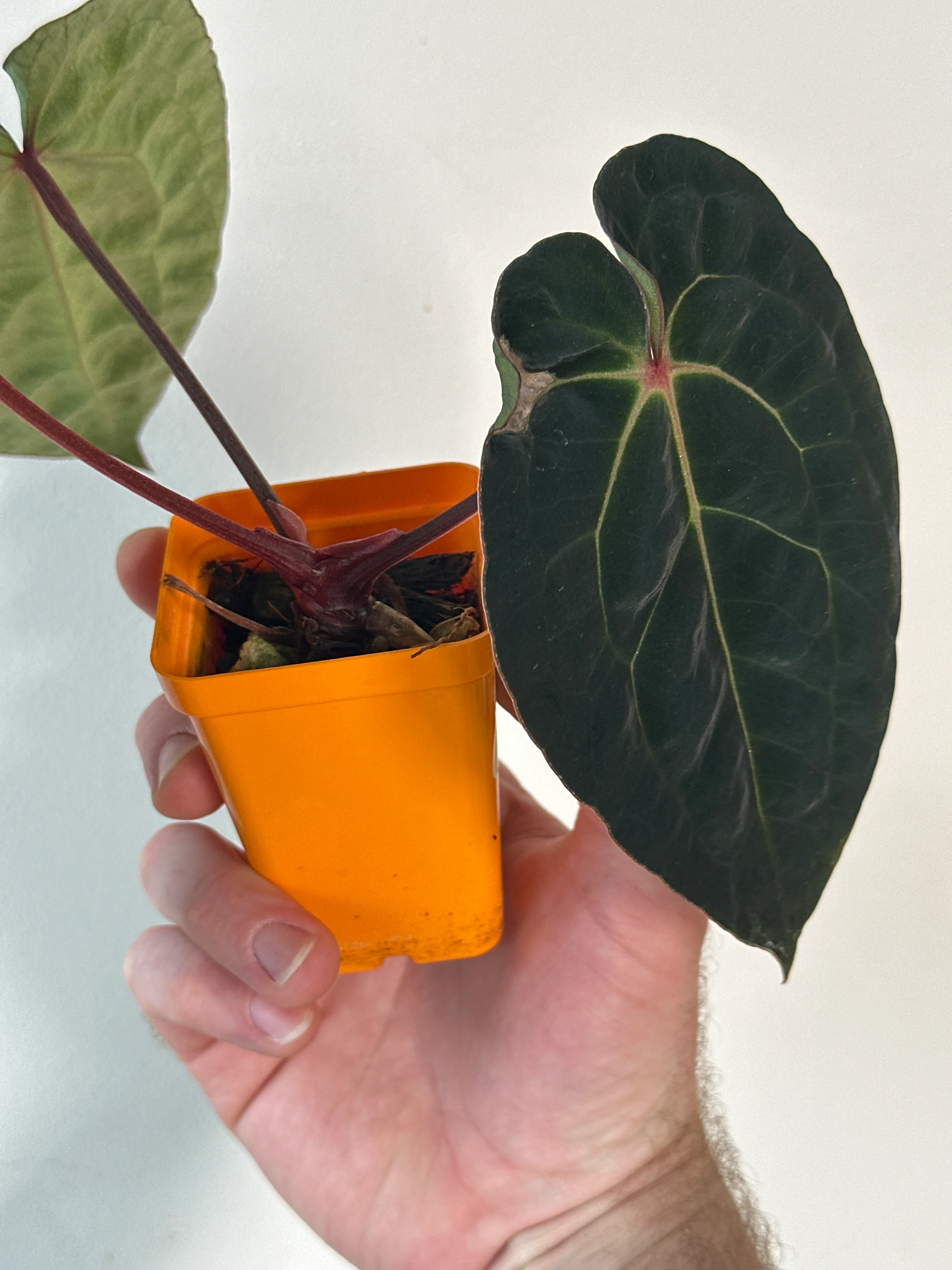 ‘Carlos' x 'Purple Spider' 487w - Image 3