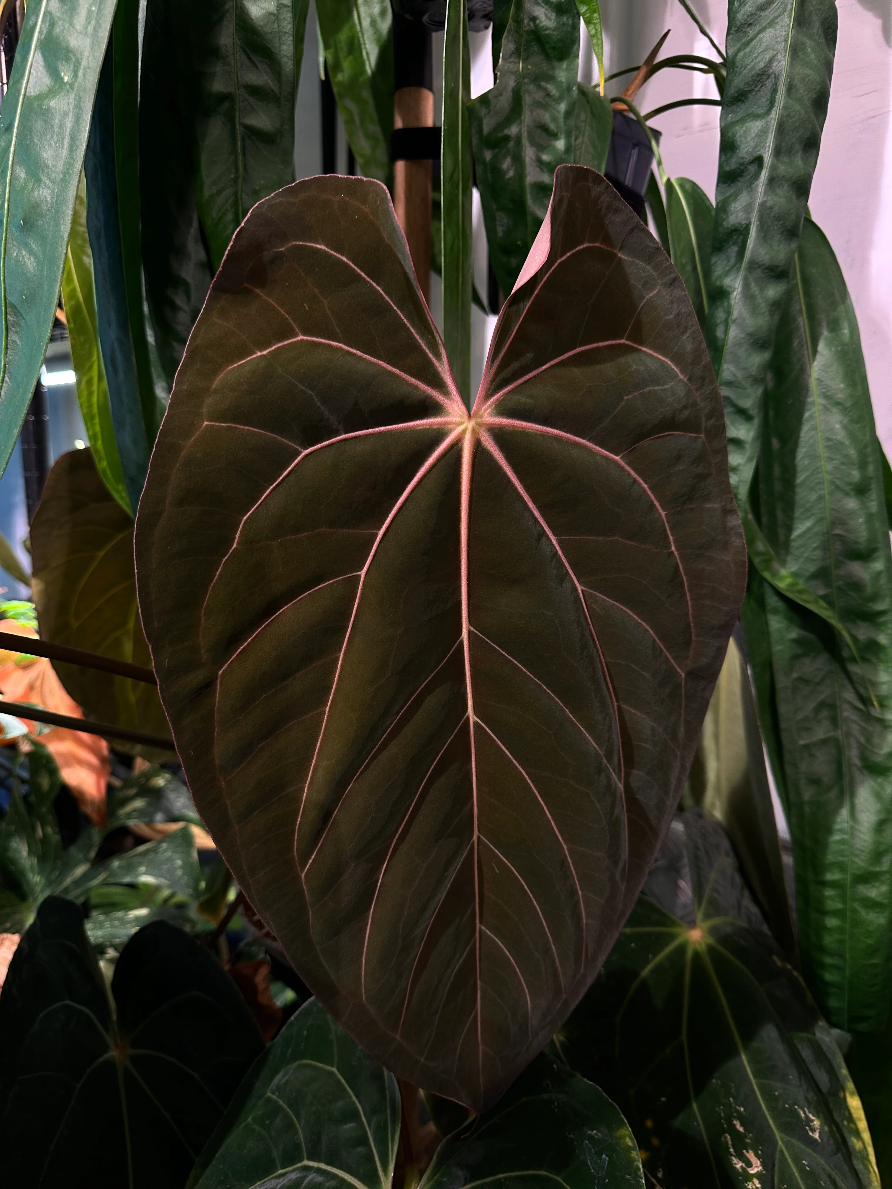 ‘Carlos' x 'Purple Spider' 486w - Image 4